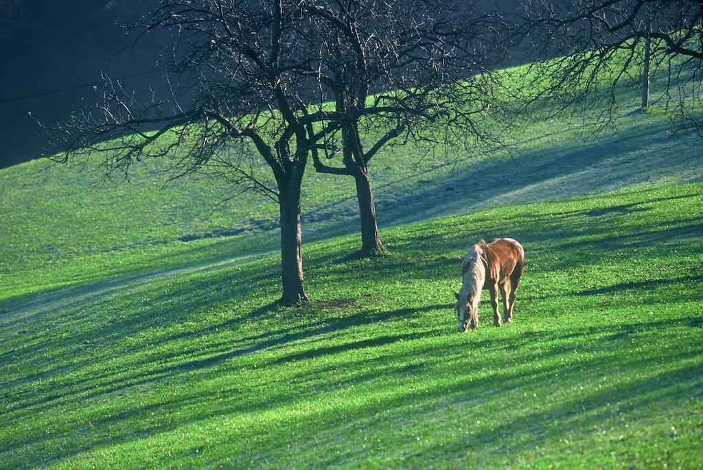 Tourist Farm Ljubica Villa Poljane nad Škofjo Loko Dış mekan fotoğraf